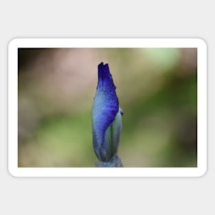 Iris bud Sticker